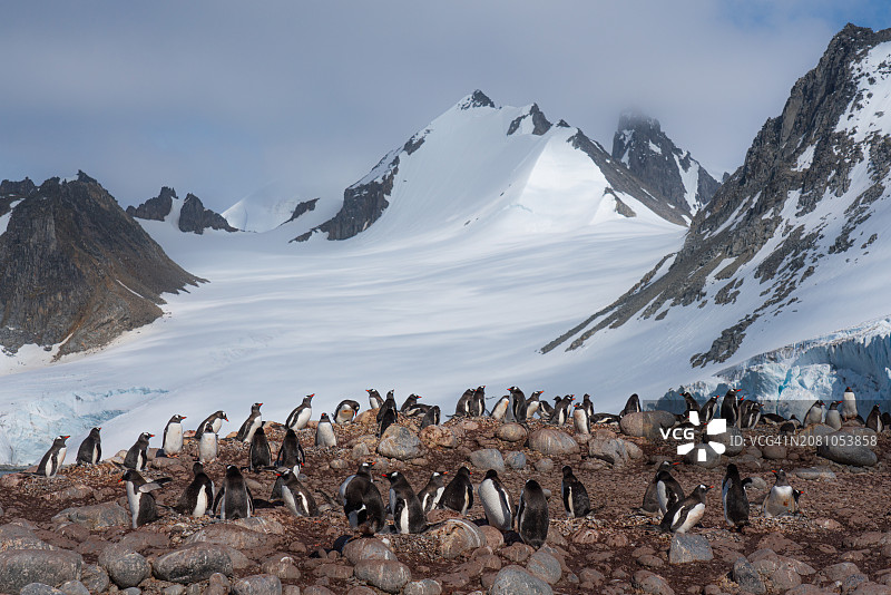 南极洲格林威治岛上的巴布亚企鹅群图片素材