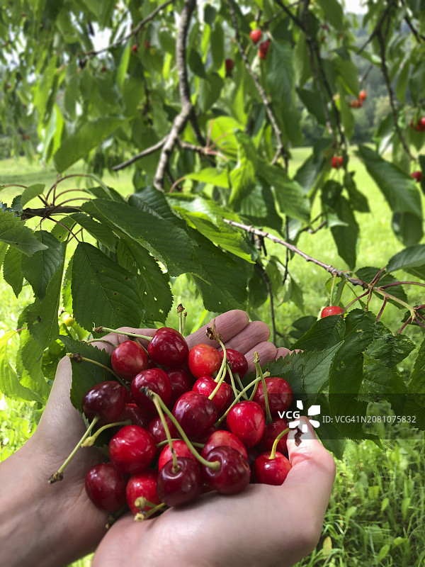 手摘树下新鲜樱桃图片素材