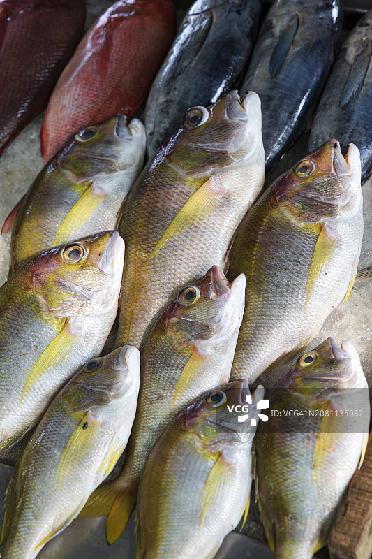 印度喀拉拉邦科钦堡图片素材