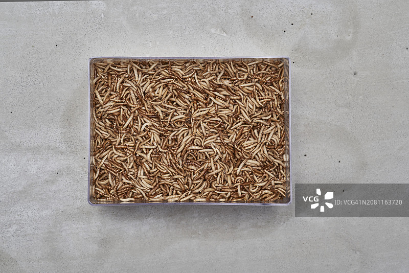 水牛身上的虫子图片素材