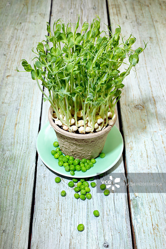 泥罐里的豌豆苗图片素材