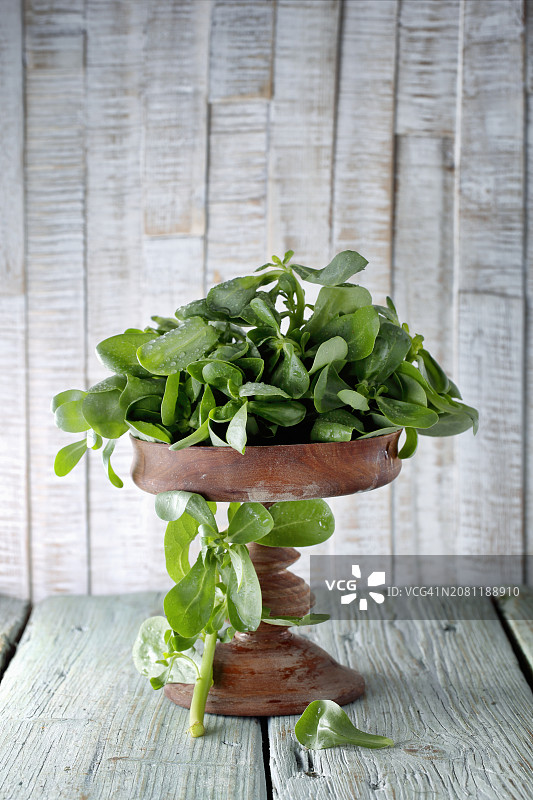 马齿苋图片素材