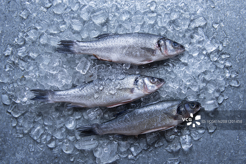 冰鲜海鲈鱼俯视图图片素材
