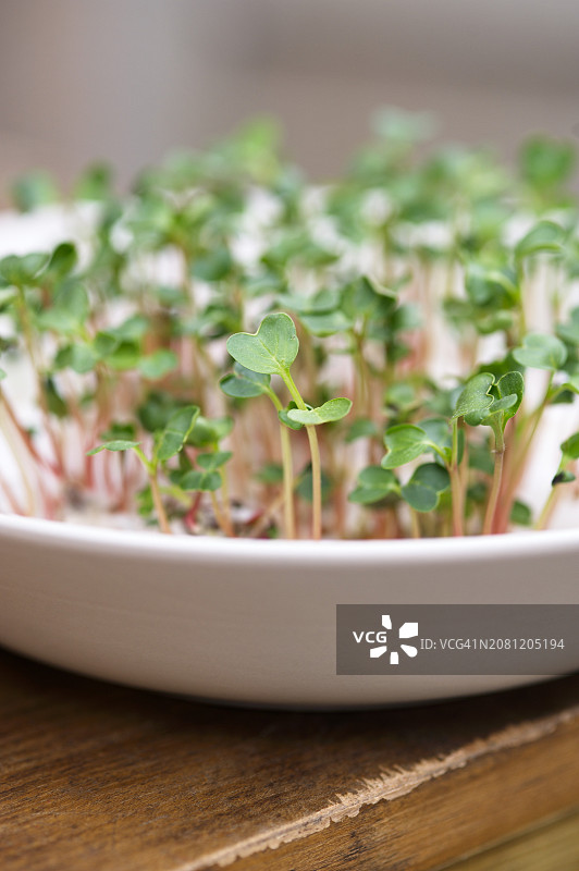 小碗里的水芹芽图片素材
