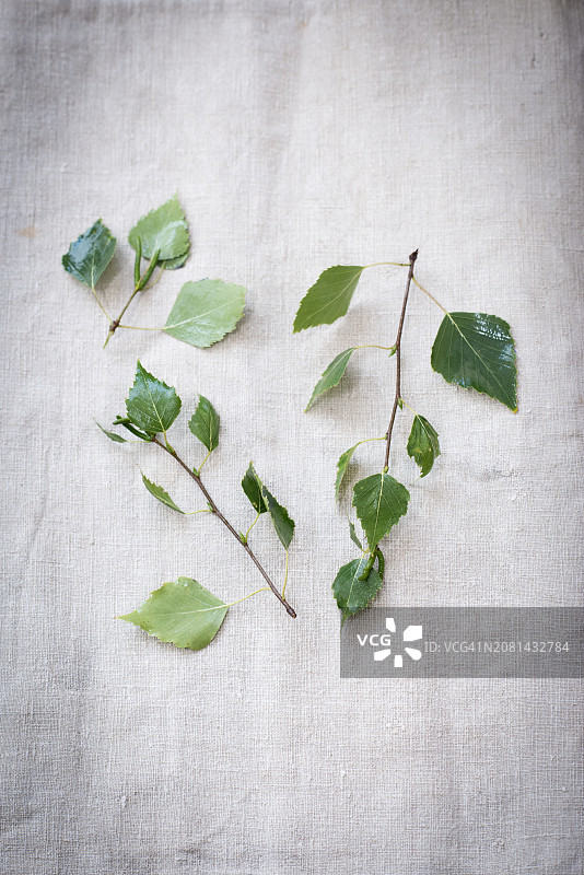 白色亚麻布上的桦树叶图片素材