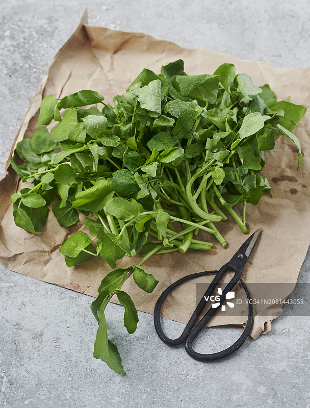 纸上水芹与剪刀图片素材