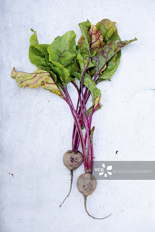 甜菜根图片素材