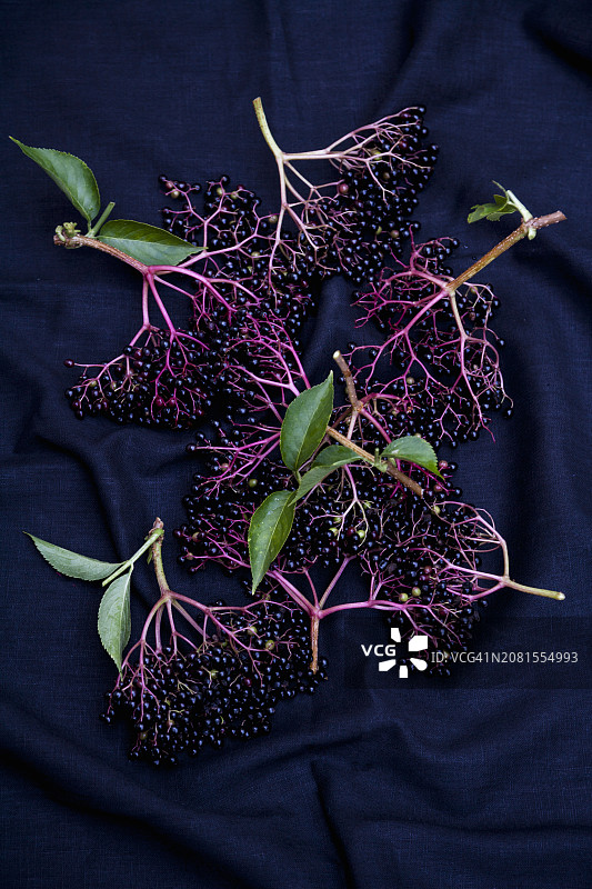 接骨木果图片素材