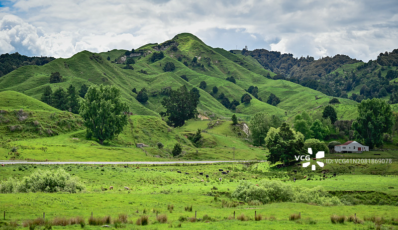 新西兰陶马鲁努伊的绿色景观图片素材