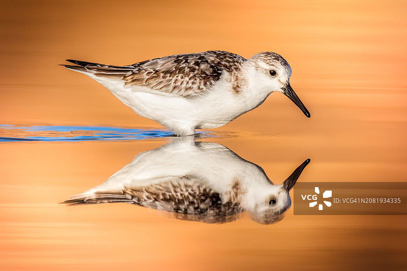沙锥鸟（白腰杓鹬）的水中倒影 портрет。涉禽图片素材