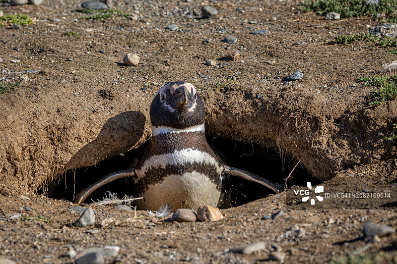麦哲伦企鹅，栖息在巢穴中。智利麦哲伦-智利南极地区马格达莱纳岛。图片素材