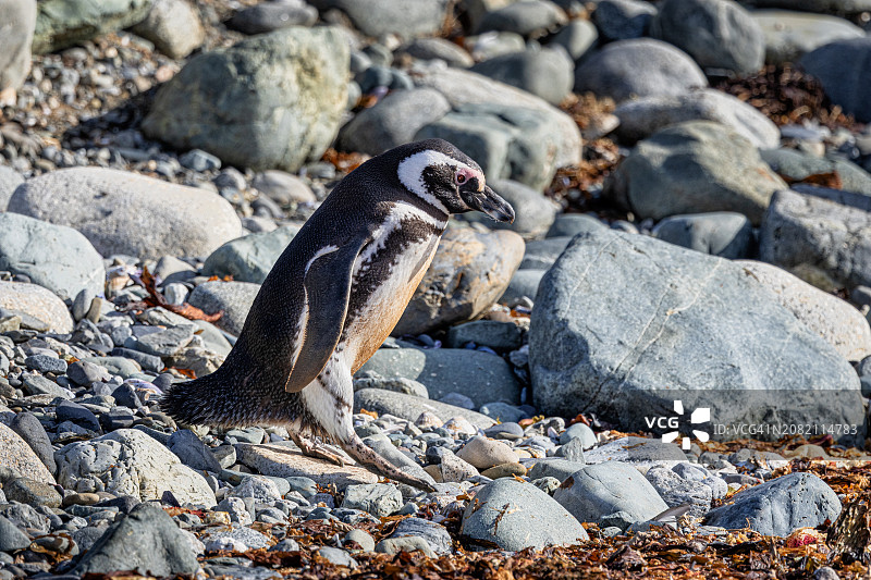 麦哲伦企鹅，智利麦哲伦-智利南极地区马格达莱纳岛图片素材