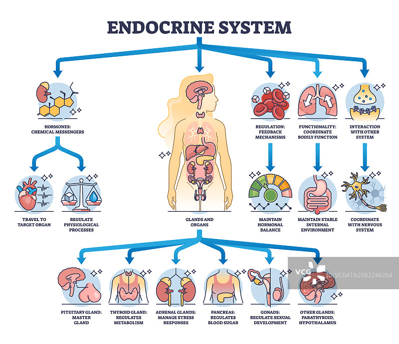 内分泌系统与身体腺体和器官功能轮廓图图片素材