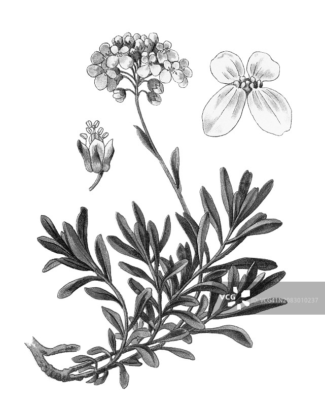 老式彩色石印植物插图：常绿屈曲花图片素材