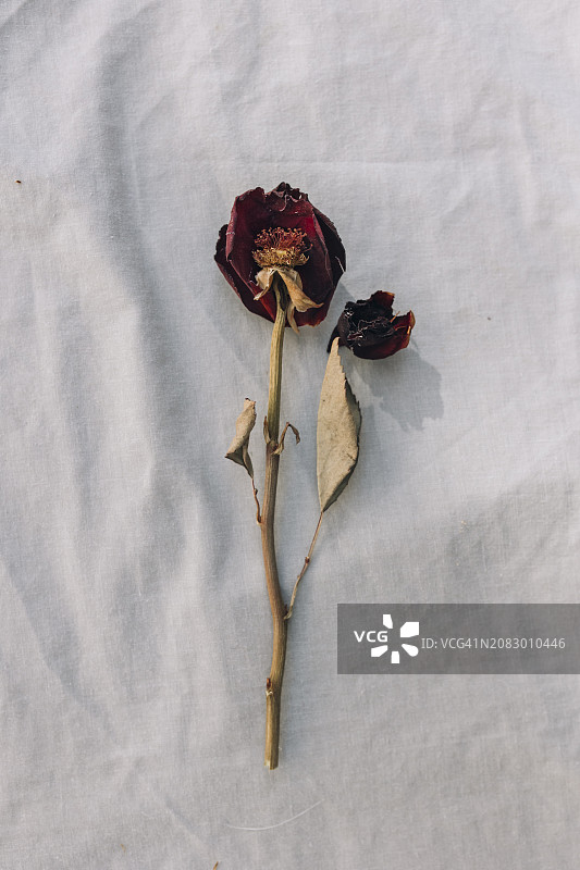 米色纺织背景上带有掉落花瓣的干红玫瑰图片素材