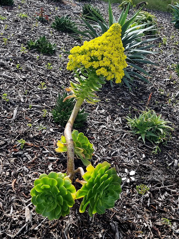 旧金山景天属植物在电池崖公园盛开图片素材