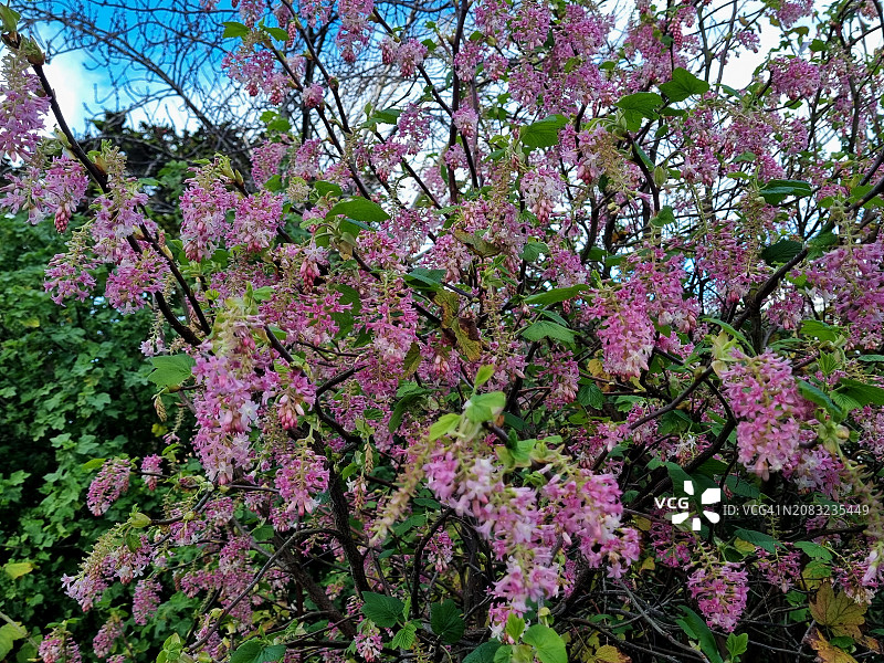 阿拉莫广场的开花茶藨子或红花茶藨子（Ribes sanguineum），旧金山图片素材