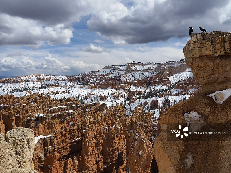 布莱斯峡谷国家公园悬崖上的两只普通渡鸦图片素材