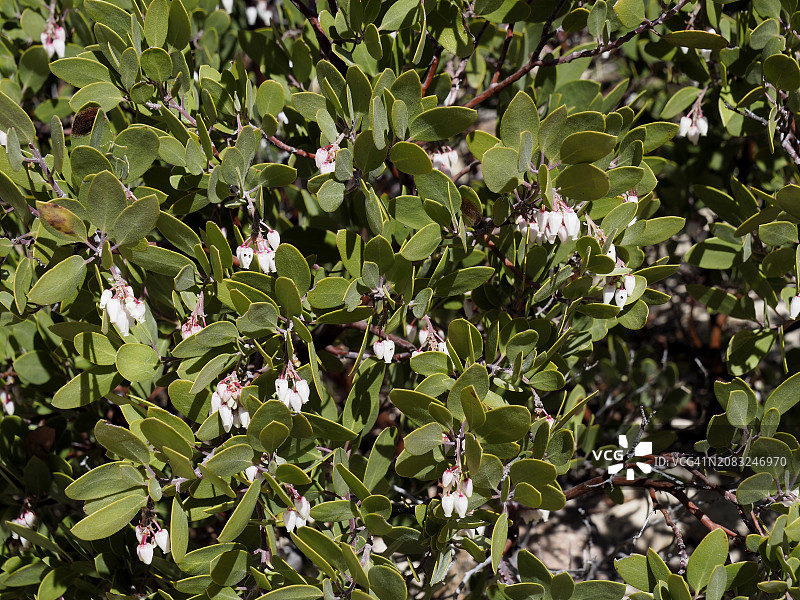 曼zanita熊果图片素材