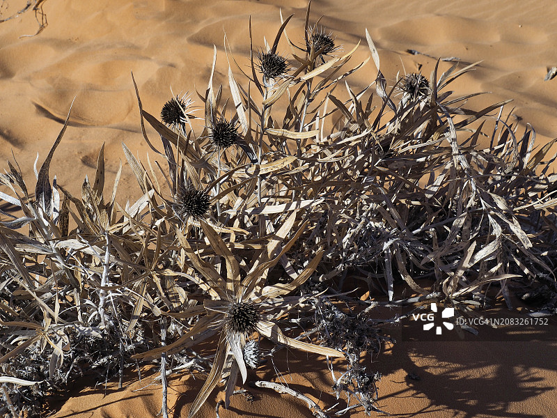 犹他州珊瑚粉红沙丘州立公园的枯萎花朵图片素材