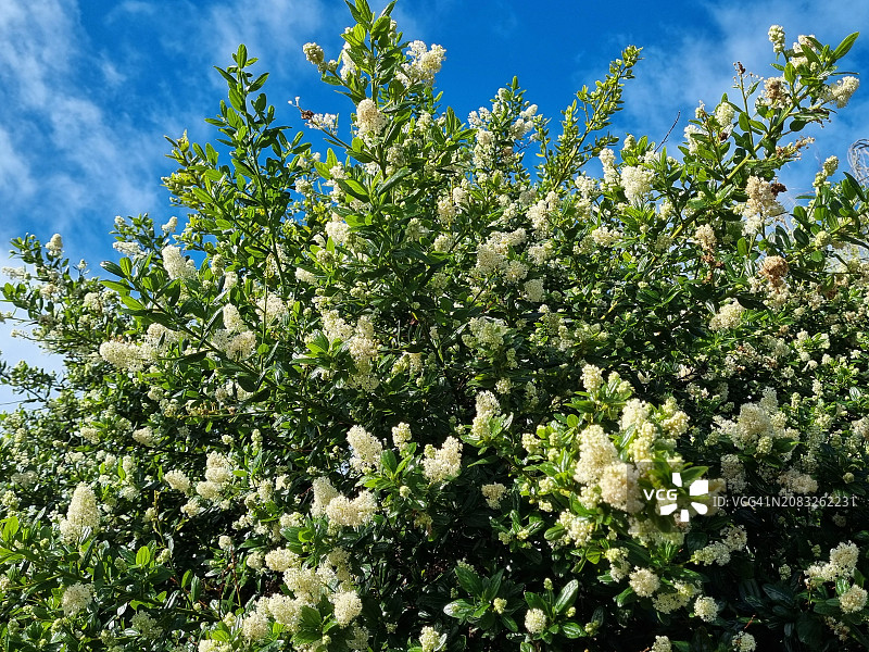 旧金山阿拉莫广场开花的雪片风信子图片素材
