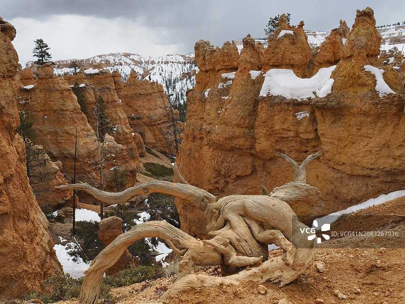 布莱斯峡谷国家公园纳瓦霍环线小径的砂岩尖塔图片素材