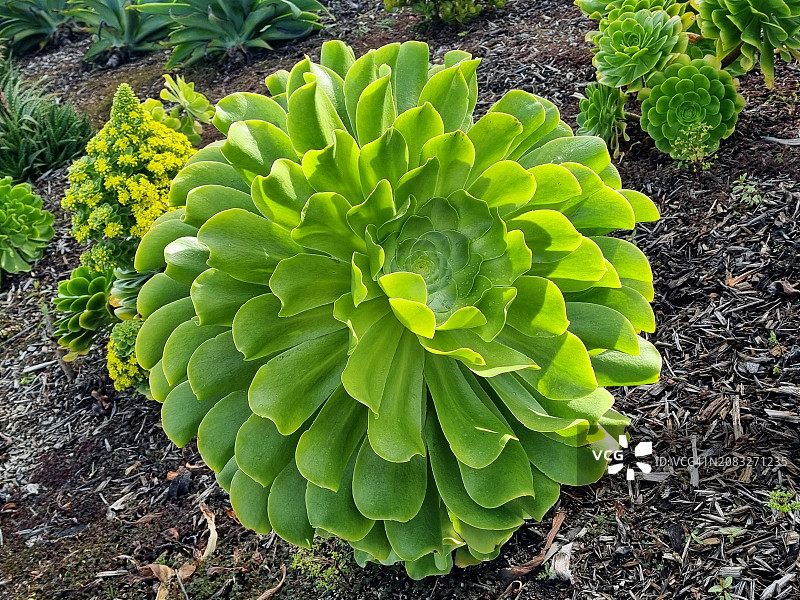 旧金山景天属植物在电池崖公园盛开图片素材