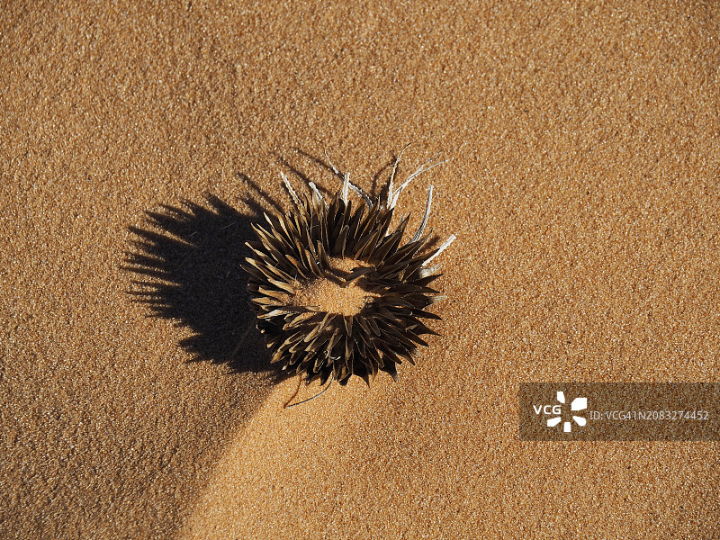 犹他州珊瑚粉红沙丘州立公园的枯萎花朵图片素材