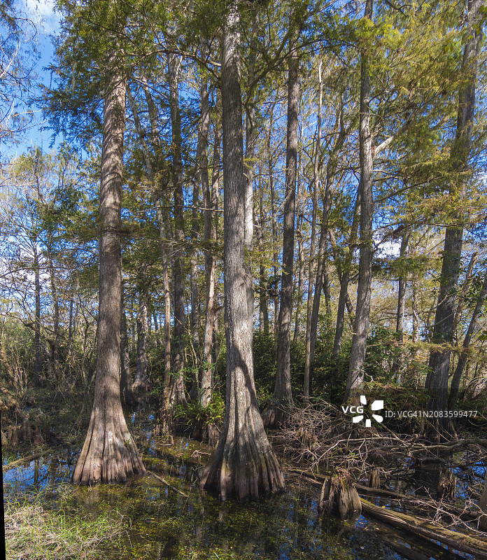 柯比斯托特路边公园的沼泽图片素材