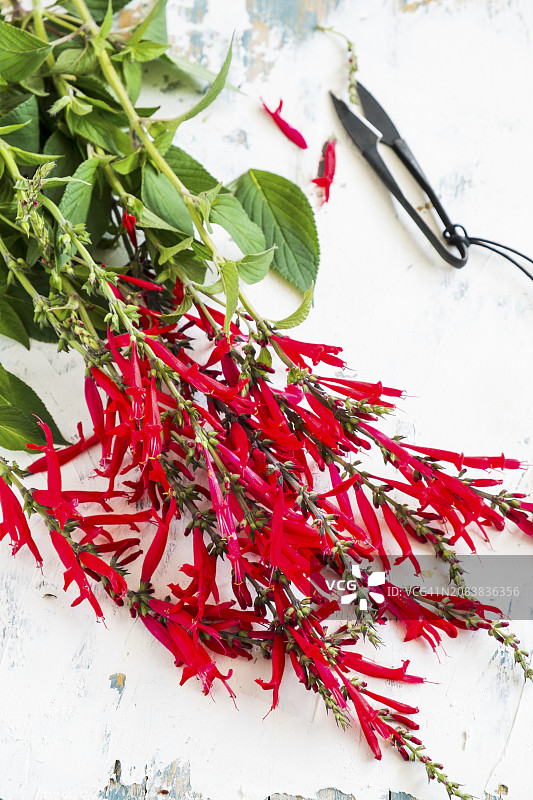 新鲜的菠萝鼠尾草和花朵图片素材