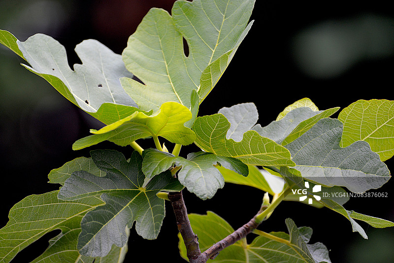 无花果树特写图片素材