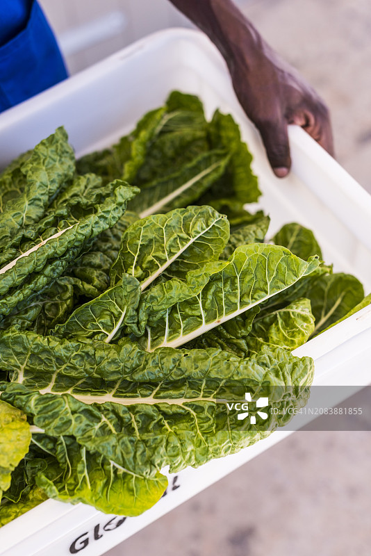 容器里新鲜采摘的菠菜图片素材