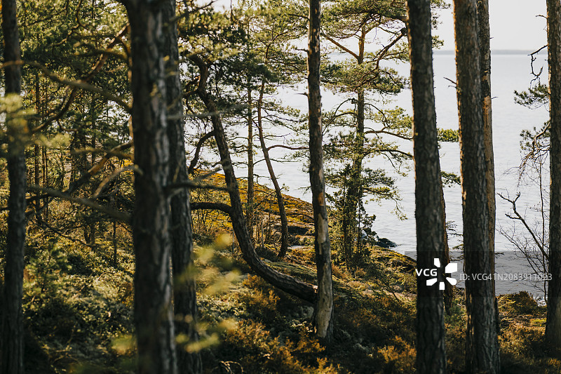 瑞典韦特恩湖岸边森林的美丽一天图片素材
