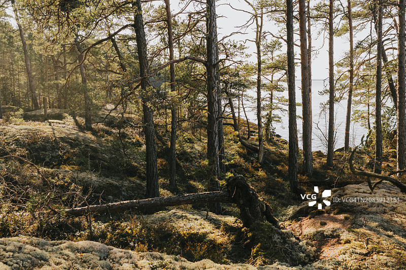 瑞典韦特恩湖岸边森林的美丽一天图片素材