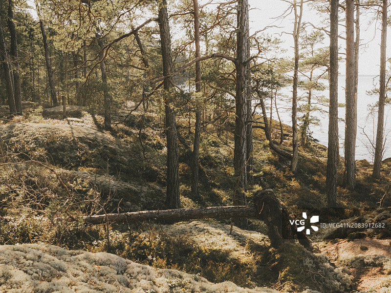 瑞典韦特恩湖岸边森林的美丽一天图片素材