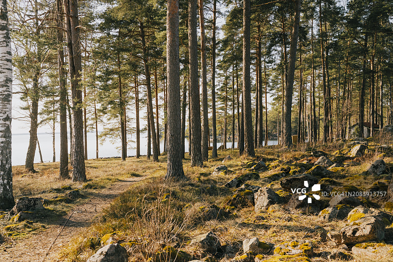 瑞典韦特恩湖岸边森林的美丽一天图片素材
