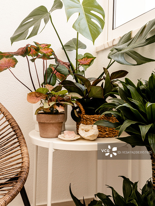 白色桌子上花盆中的不同热带室内植物组成的城市丛林图片素材