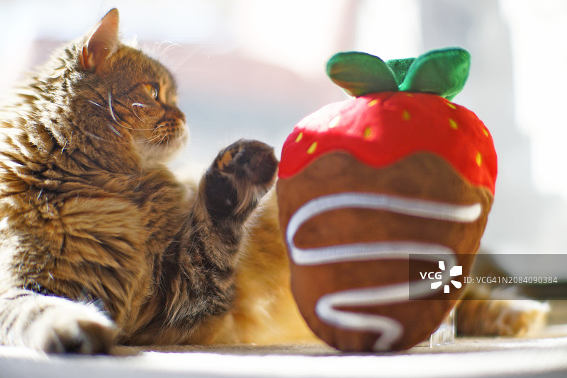 情人节：猫咪与巧克力草莓玩具图片素材