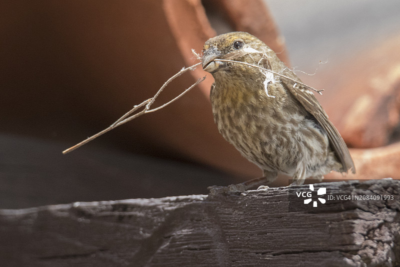 雌性家朱雀衔着树枝筑巢图片素材