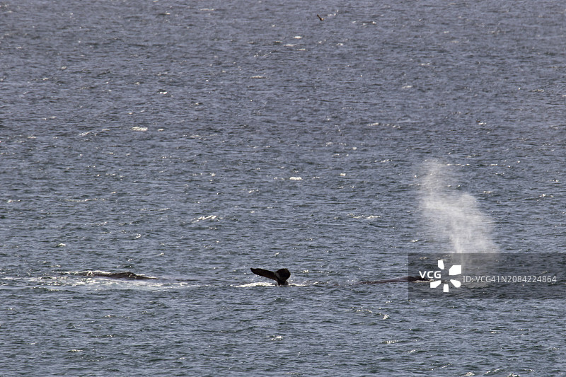 座头鲸群图片素材