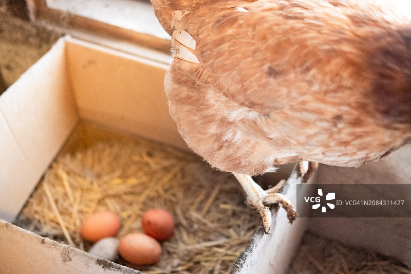 红母鸡在谷仓的箱子里下蛋，来自家养鸡的生态友好产品图片素材