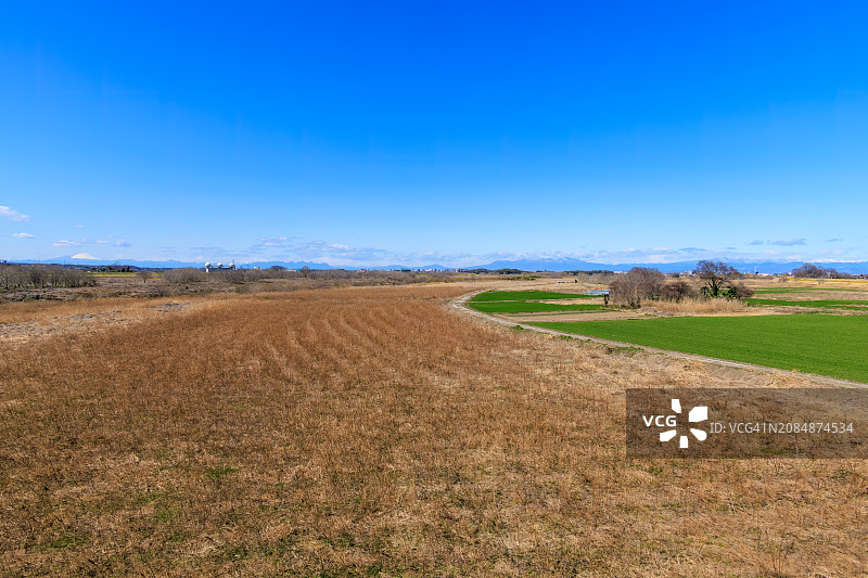 日本埼玉县荒川河床，广阔芦苇和小麦田中一条路图片素材
