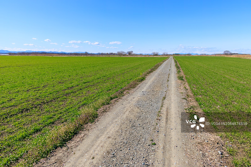 日本埼玉县荒川河床，广阔芦苇和小麦田中一条路图片素材