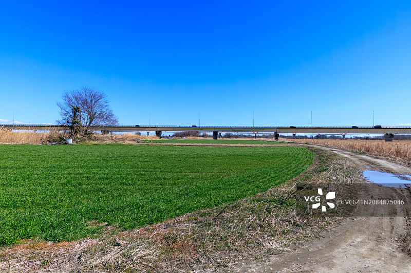 日本埼玉县荒川河床，广阔芦苇和小麦田中一条路图片素材