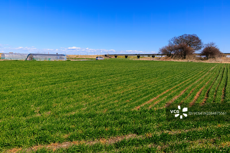 日本埼玉县荒川河床，广阔芦苇和小麦田中一条路图片素材