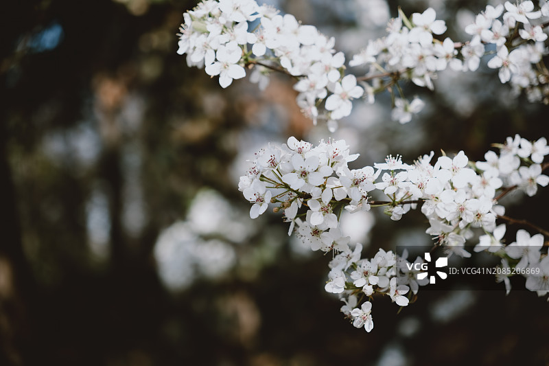 白色花朵图片素材