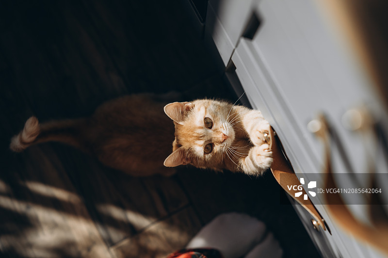 饥饿的猫坐在空碗旁，默默地要食物图片素材