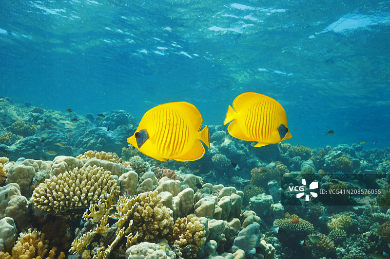 红海蝴蝶鱼水下情侣，珊瑚礁海底生物图片素材