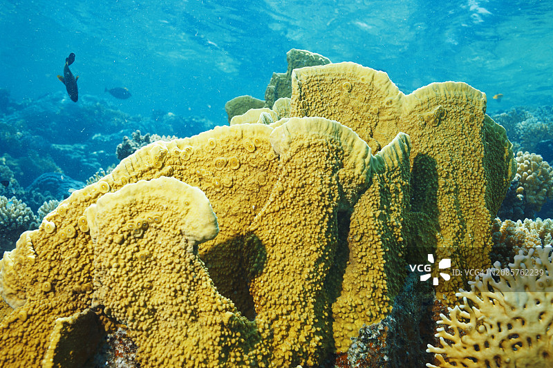 水下摄影：红海珊瑚礁图片素材