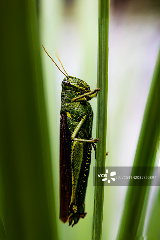 群居蝗虫图片素材